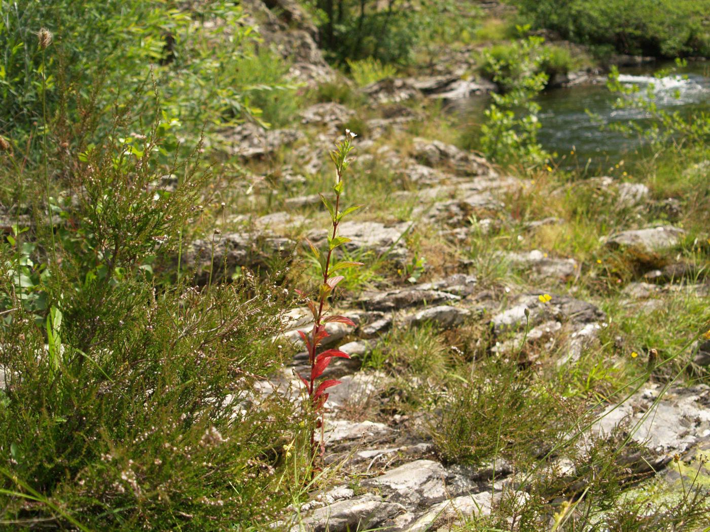 Willow-herb, Square-stalked plant